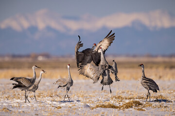 Adult Sandhill Cranes - grus canadensis - performing courting dance during spring migration Monte Vista National Wildlife Refuge Monte Vista, Colorado