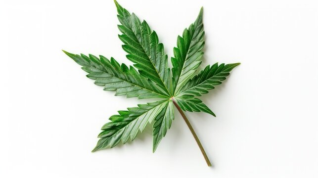 Close-up photo of cut green marijuana leaves isolated on white background.