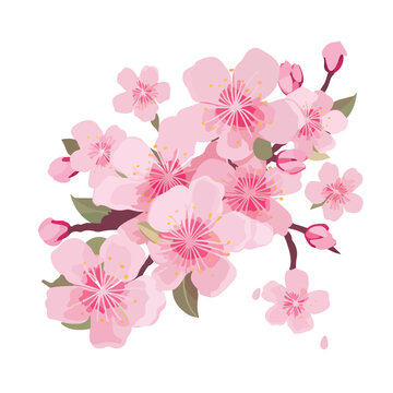 Sakura blossoms background flat vector illustration