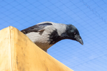 Closeup of a hooded crow