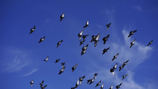 A flock of birds soaring through the electric blue sky, against a backdrop of cumulus clouds and a distant horizon, creating a stunning natural landscape