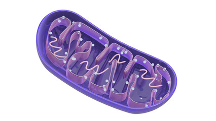 Mitochondria internal structure 3d rendered icon isolated on transparent background