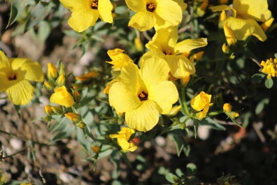 yellow colored Linum grandiflorum flower