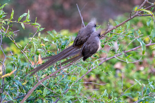 Ethiopia couple of Blue eyes and long tail Speckled Mousebird.