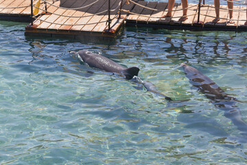 Two dolphins swim near a wooden dock. People stand on the dock observing the dolphins. The water is clear revealing the dolphins bodies. Group of cute, playful dolphin in the Red sea, happily swims - Powered by Adobe