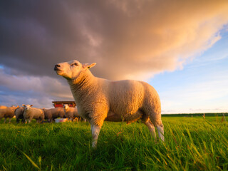 Sheep in a meadow during a bright sunset. Agriculture. Animals on the farm. Food production. Wallpaper and background. - 760081544