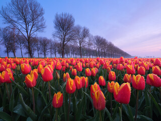 A field of tulips during sunset. Netherlands. Fog over the field. Landscape with flowers during sunset. Photo for wallpaper and background. - 760081705