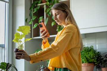 Woman taking picture of Philodendron plant in flower pot on smartphone at home garden. Selling...