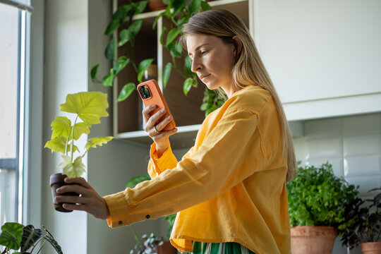 Woman taking picture of Philodendron plant in flower pot on smartphone at home garden. Selling houseplants online, monetising the green hobby, creating content for an online blog in website. 