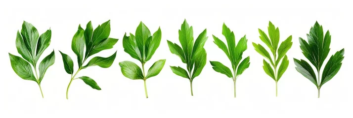 Fotobehang Beautiful Botanical Collection of Green Peony Leaves on White Background - Arrangement of Tree Branch and Collage of Colors © Web