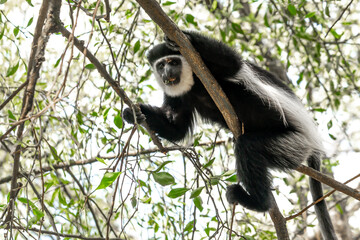 Ethiopia, wild Abyssinian colobus monkeys 