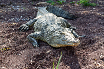 Ethiopia, Crocodylus niloticus in Lake Chamo