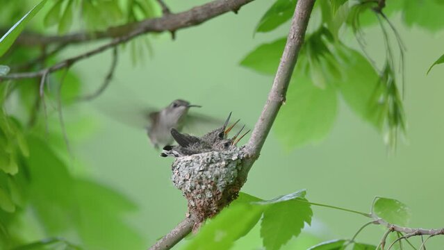 Black-chinned humming bird feeding its babies