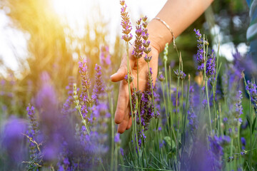 Hand, lavender flower and walking woman in garden or nature for calm, peace and aromatherapy from...