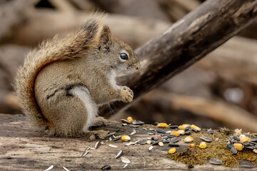 Squirrel with seeds 