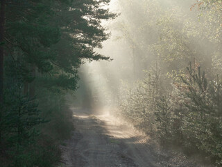 Wysoki, sosnowy las. Jest zimowy poranek, pomiędzy drzewami unosi się mgła oświetlana promieniami wschodzącego słońca tworząc malownicze smugi. - 760092793