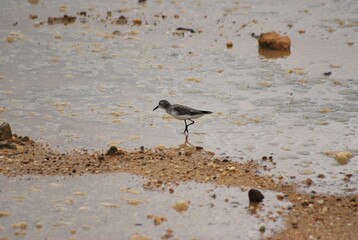 Corocoras,garzas,toda clase de aves acuaticas se pueden admirar en nuestros parques nacionales.