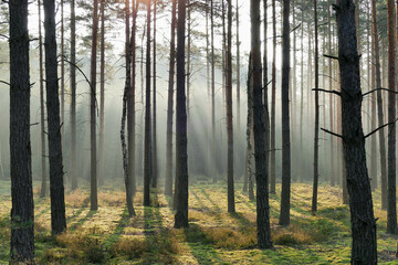 Wysoki, sosnowy las. Jest zimowy poranek, pomiędzy drzewami unosi się mgła oświetlana promieniami wschodzącego słońca tworząc malownicze smugi. - obrazy, fototapety, plakaty