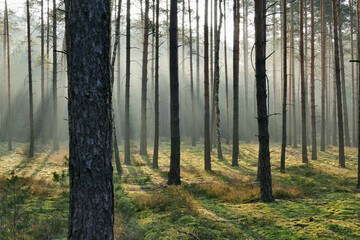 Wysoki, sosnowy las. Jest zimowy poranek, pomiędzy drzewami unosi się mgła oświetlana promieniami wschodzącego słońca tworząc malownicze smugi. - 760093182