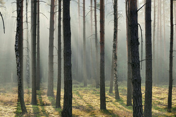 Wysoki, sosnowy las. Jest zimowy poranek, pomiędzy drzewami unosi się mgła oświetlana promieniami wschodzącego słońca tworząc malownicze smugi. - 760093187