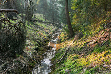 Mały strumień płynący w głebokim rowie przez gęsty iglasty las. Jest wczesny ranek, między...