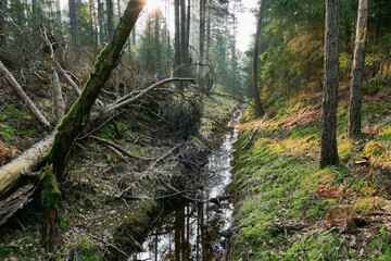 Mały strumień płynący w głebokim rowie przez gęsty iglasty las. Jest wczesny ranek, między drzewami unosi się delikatna mgła oświetlana promieniami wschodzącego słońca. - obrazy, fototapety, plakaty