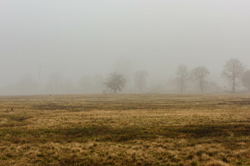 Rozległa równina w zimowy, bezśnieżny poranek pokryta żółtą, suchą trawą. Nad ziemią unosi się gęsta mgła. We mgle widać niewyraźnie w oddali bezlistne drzewa. - 760093396