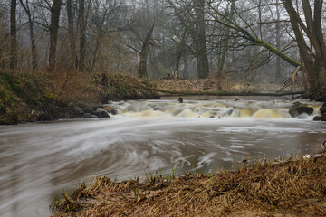 Mała, dzika, nieuregulowana rzeka bezśnieżną zimą. Woda ma ciemnobrązowy kolor. Wokół rośnie wysoki, bezlistny las. Koryto rzeki przecina mały spieniony wodospad. - 760093546