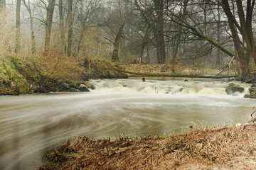 Mała, dzika, nieuregulowana rzeka bezśnieżną zimą. Woda ma ciemnobrązowy kolor. Wokół rośnie wysoki, bezlistny las. Koryto rzeki przecina mały spieniony wodospad. - 760093581