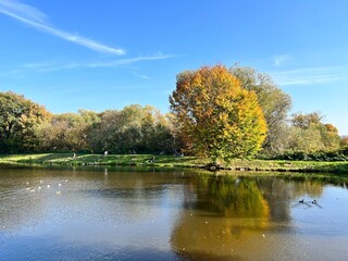 autumn park with lake