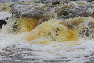 Mała, dzika, nieuregulowana rzeka bezśnieżną zimą. Woda ma ciemnobrązowy kolor. Wokół...