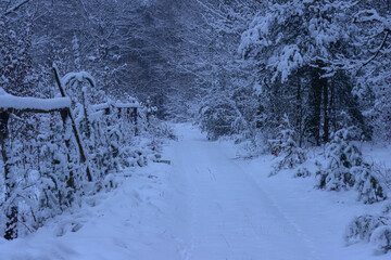 Leśna droga w sosnowym lesie. Jest zima, ziemię, gałęzie drzew pokrywa gruba warstwa śniegu....