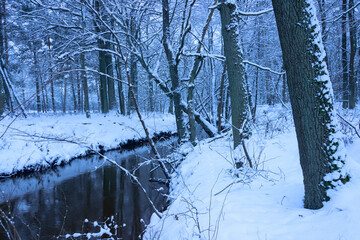 Mała, dzika, nieuregulowana rzeka zimą. Woda ma ciemnobrązowy kolor. Wokół rośnie wysoki, bezlistny las. Brzegi i drzewa pokrywa warstwa śniegu. - 760094125