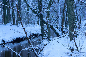 Mała, dzika, nieuregulowana rzeka zimą. Woda ma ciemnobrązowy kolor. Wokół rośnie wysoki, bezlistny las. Brzegi i drzewa pokrywa warstwa śniegu. - 760094153