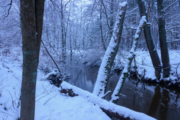 Mała, dzika, nieuregulowana rzeka zimą. Woda ma ciemnobrązowy kolor. Wokół rośnie wysoki, bezlistny las. Brzegi i drzewa pokrywa warstwa śniegu. - 760094162
