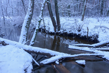 Mała, dzika, nieuregulowana rzeka zimą. Woda ma ciemnobrązowy kolor. Wokół rośnie wysoki, bezlistny las. Brzegi i drzewa pokrywa warstwa śniegu. - obrazy, fototapety, plakaty