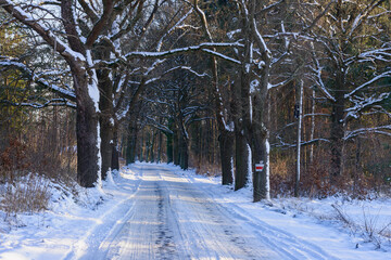 Lokalna, wiejska droga zimą. Ziemię pokrywa gruba warstwa śniegu. Po obu stronach drogi rosną wysokie dęby. Na poboczu znajdują się sterty pni ściętych drzew. Jest słoneczny dzień. - 760094375