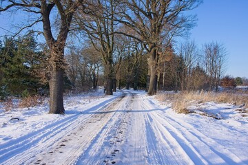 Lokalna, wiejska droga zimą. Ziemię pokrywa gruba warstwa śniegu. Po obu stronach drogi rosną wysokie dęby. Na poboczu znajdują się sterty pni ściętych drzew. Jest słoneczny dzień. - 760094551