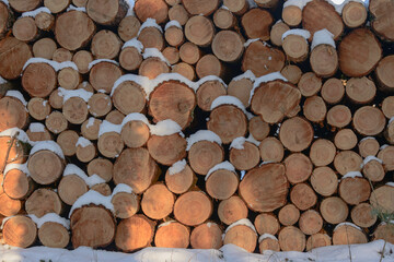 Drewniane pnie ułożone na stercie po ścięciu w lesie. Widok od strony cięcia. Pnie pokrywa cienka warstwa śniegu. - obrazy, fototapety, plakaty