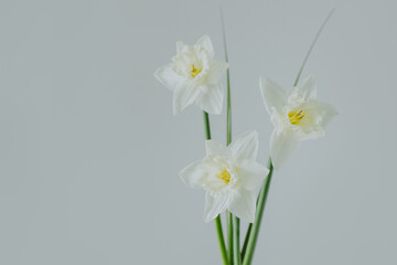 Beautiful flowers of white daffodil (narcissus) on a light grey background.
