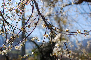 Bokeh Spring branch of a tree