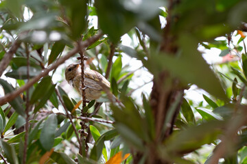 Photo of sparrow standing on a branch in the middle of a dense tree.