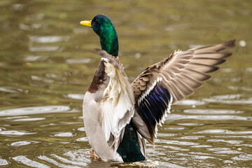 Male mallard Anas platyrhynchos washing in a pond.