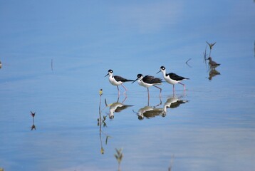 Corocoras,garzas,toda clase de aves acuaticas se pueden admirar en nuestros parques nacionales.