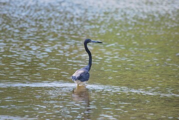 Corocoras,garzas,toda clase de aves acuaticas se pueden admirar en nuestros parques nacionales.
