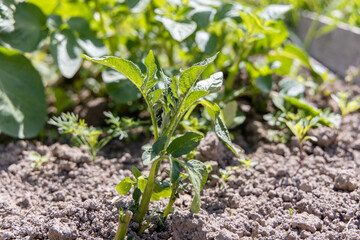 Young dahlia plant, leaves damaged by frost.
