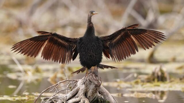 Anhinga (Anhinga anhinga) female bird drying its wings after an afternoon swim. Spring in south Florida. Slow motion