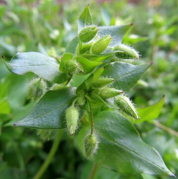 春にハコベが緑の新芽を伸ばしています