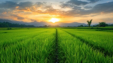 Fresh large green rice field on the morning landscape. AI generated image - obrazy, fototapety, plakaty