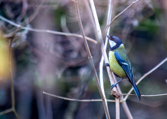 Great Tit (Parus major) - Widespread across Europe & Asia